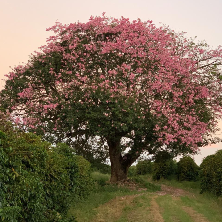 Brazil Jean Vilhena Anaerobic Natural [Filter]