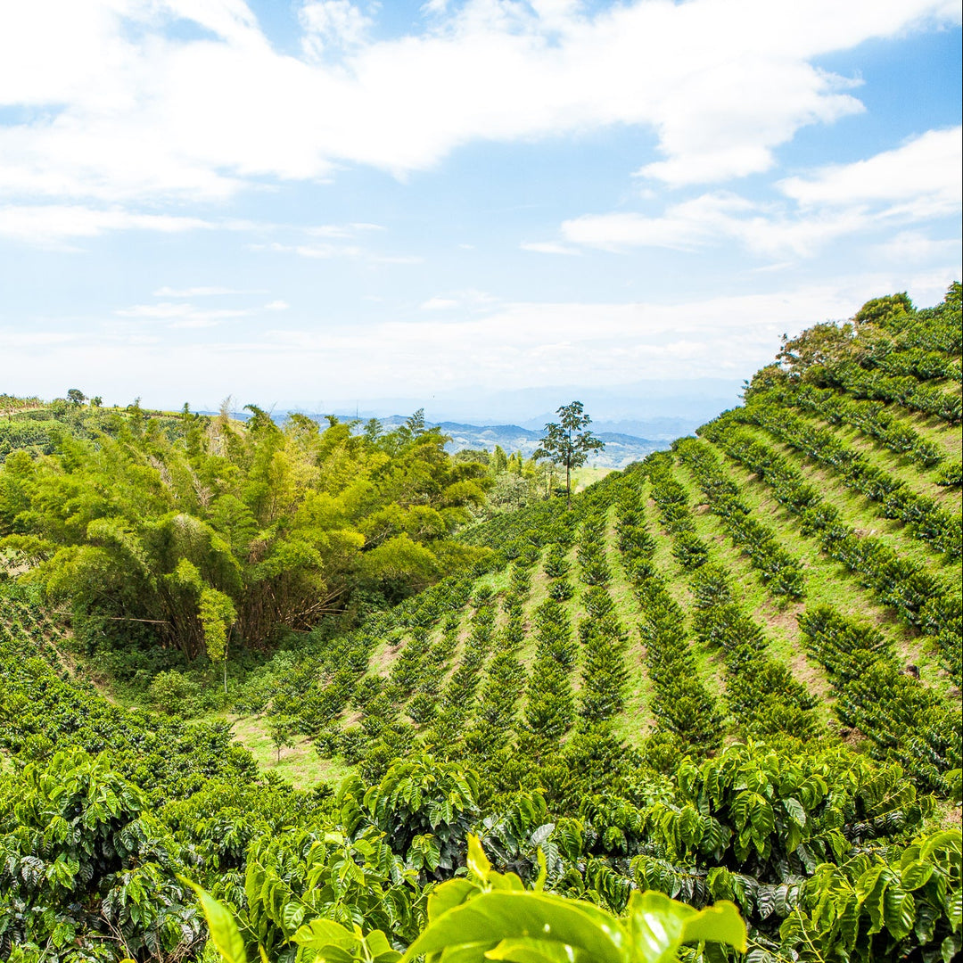 Colombia Chiroso San Carlos Washed [Filter]