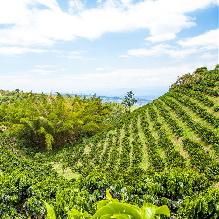Colombia Chiroso San Carlos Washed [Filter]
