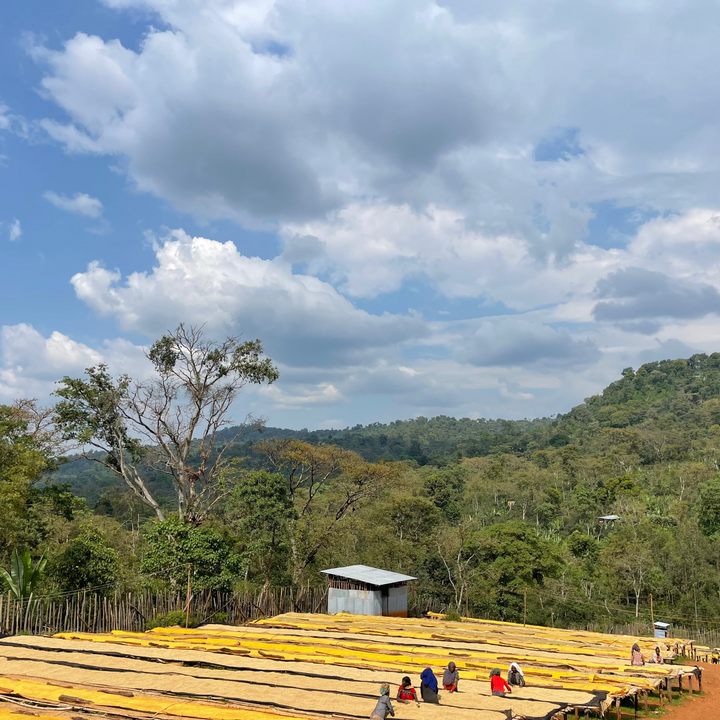 Ethiopia Yirgacheffe Danche Honey