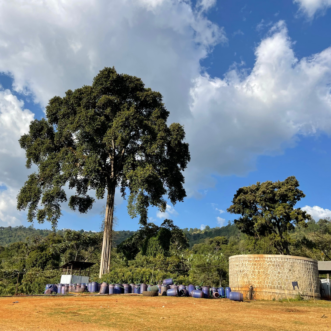 Ethiopia Yirgacheffe Danche Honey