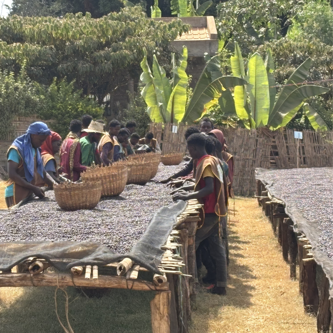 Ethiopia Hambella Natural