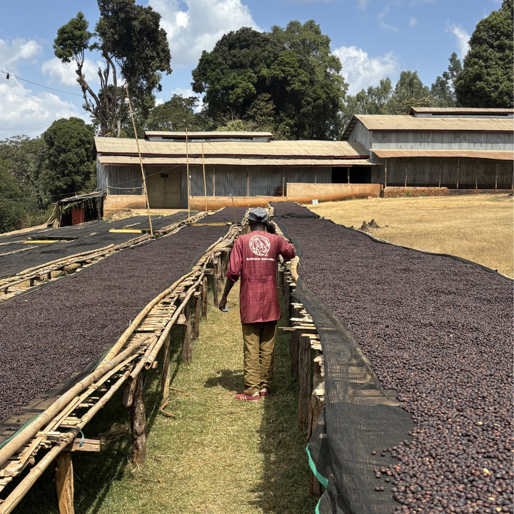 Ethiopia Hambella Natural