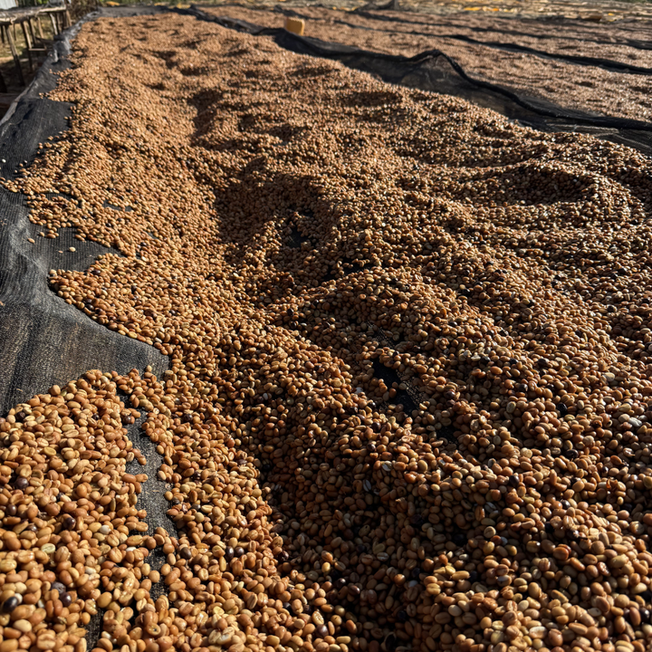 Ethiopia Yirgacheffe Danche Honey