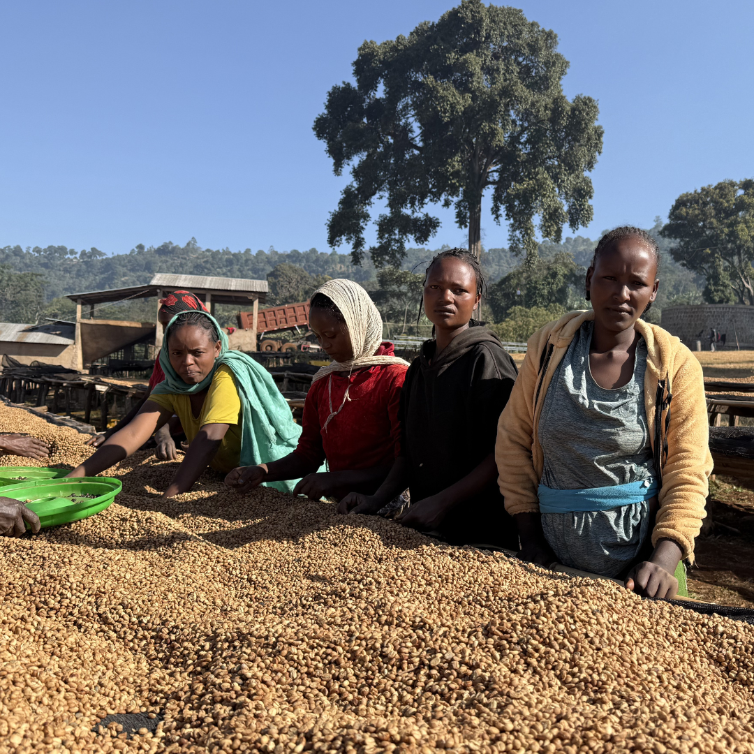 Ethiopia Yirgacheffe Danche Honey