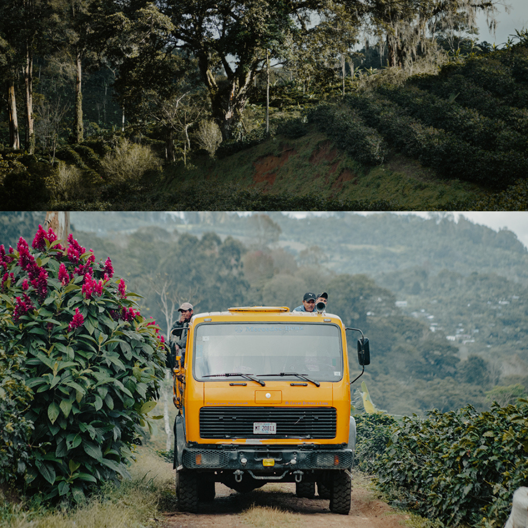 Coffee farm in Nicaragua