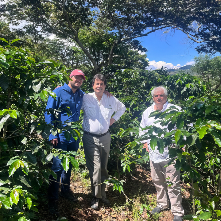 El Salvador Rosa Apanenca Natural