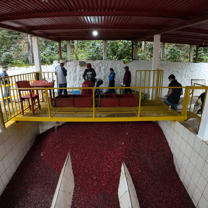 Guatemala Bromelias Washed