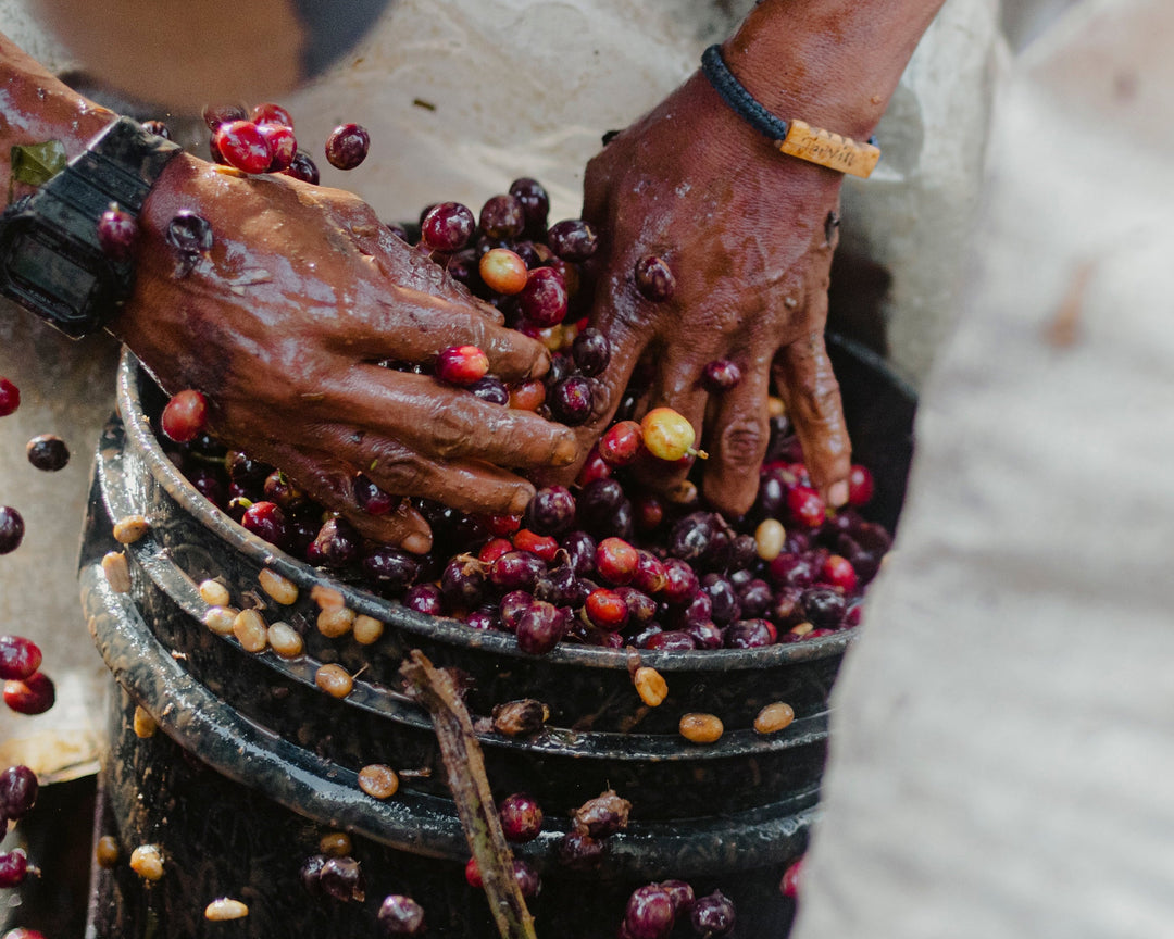 A Beginner's Guide To Processing – White Whale Coffee Roasters